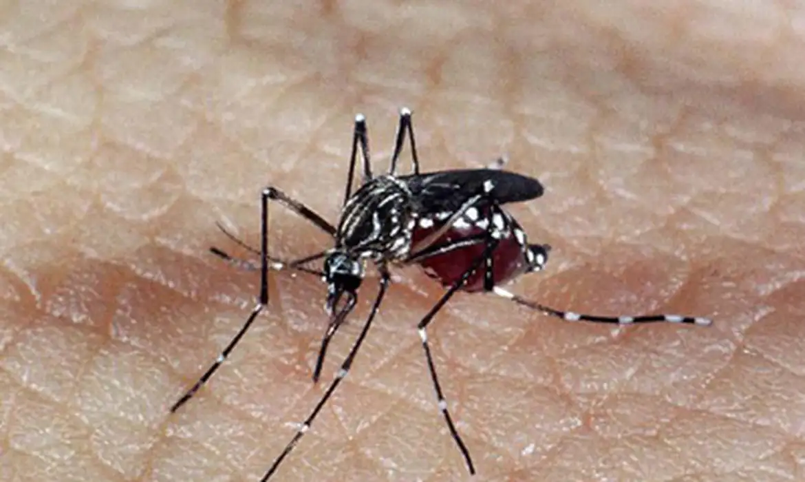 A doença transmitida pelo mosquito Aedes aegypti já afetou mais de  3,5 milhões de pessoas na região, até 26 de março deste ano. Dessas, de acordo com o órgão, mais de mil infectados morreram -  (crédito: EBC)