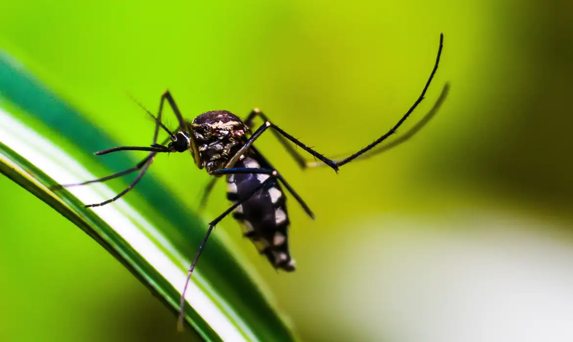 OMS: Epidemia de dengue deste ano pode ser a pior da história - EBC