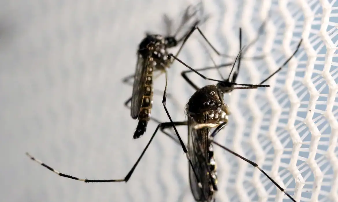 Dengue: Brasil chega a 2.715 mortes e 4,8 milhões de casos prováveis - EBC